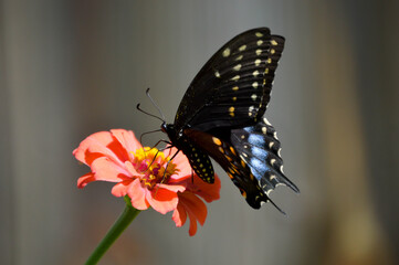 female eastern black swallowtail butterfly on an orange flower