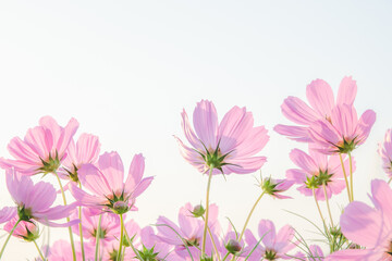 Obraz na płótnie Canvas Pink cosmos flower on white background.