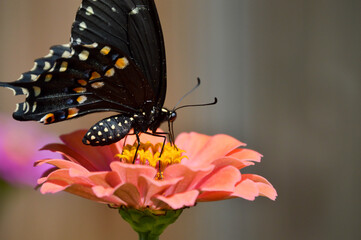 eastern black swallowtail butterfly on flower