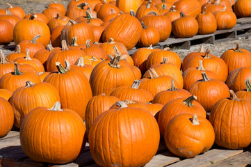 Pumpkins on wooden pallets in natural sunlight