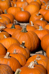 pumpkins on wooden pallets at a farmer's market