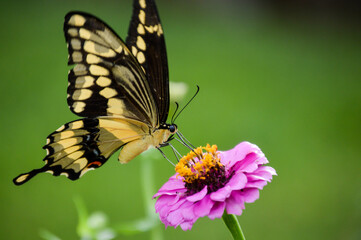 Giant swallowtail butterfly on a flower