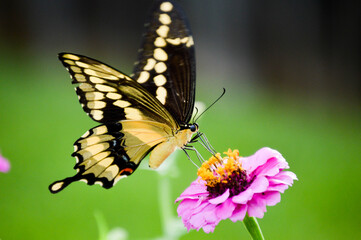 Giant swallowtail butterfly on a flower