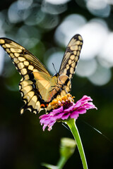 Giant swallowtail butterfly on a flower