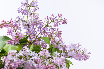 Obraz na płótnie Canvas a branch of purple lilac on a white background, used as a background or texture