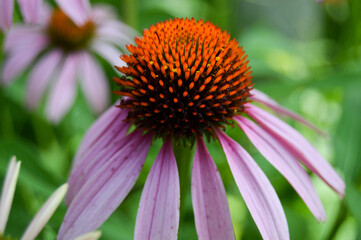 purple coneflower, aka echinacea