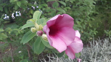 Purple Allamanda, a purple flower with 5 overlapping pink petals to a deep magenta color that blooms throughout the year.