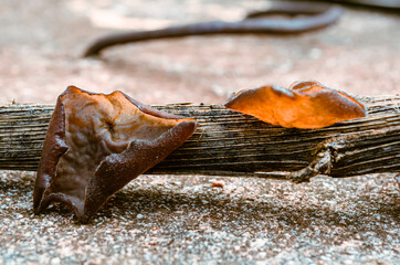 Closeup Of Willow Brain Mushroom