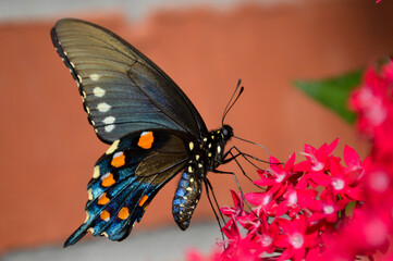 pipevine swallowtail on pink pentas