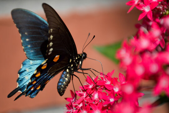 pipevine swallowtail on pink pentas