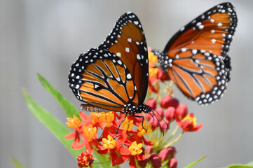 Male and female queen butterflies on tropical milkweed flowers