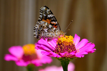 Painted lady butterfly on a pink zinnia