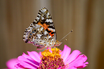 Painted lady butterfly on a pink zinnia