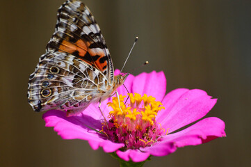 Painted lady butterfly on a pink zinnia