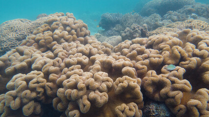 Naklejka na ściany i meble Beautiful underwater landscape with tropical fishes and corals. Life coral reef. Leyte, Philippines.