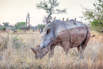 A White Rhino in Kruger Park