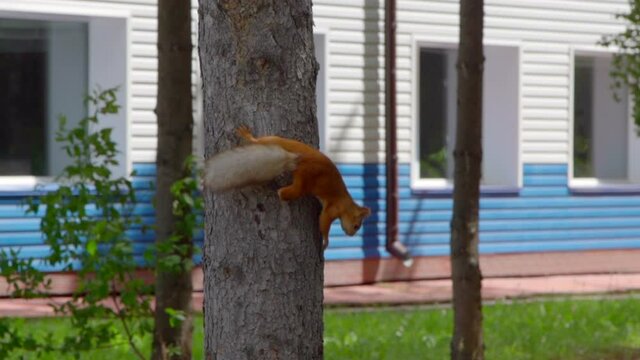 Squirrel is climbing down a tree