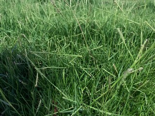 green grass in the morning