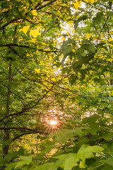 Green spring leaves with a sun flare in background 