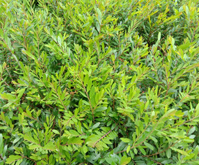 green grass background