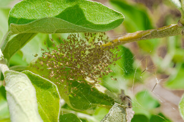 Closeup Young Spider Cluster
