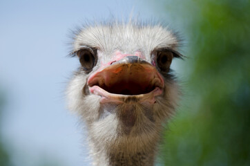 portrait of an ostrich