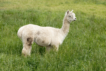 Cute alpaca in the grass.