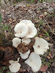 mushrooms in the woods