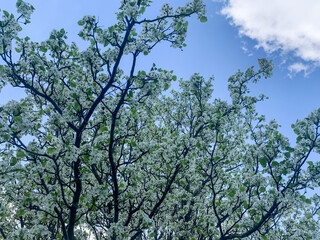 The apple tree blossomed with white flowers on blue sky background.