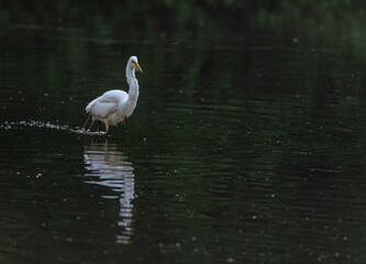 Naklejka premium Bright White Plumage on an Egret and his Reflection in a Rippling Pond