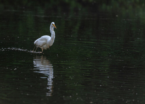 Bright White Plumage on an Egret and his Reflection in a Rippling Pond
