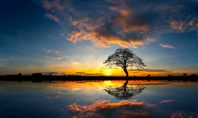 Panorama silhouette tree in africa with sunset.Tree silhouetted against a setting sun reflection on water.Typical african sunset with acacia trees in Masai Mara, Kenya. - obrazy, fototapety, plakaty