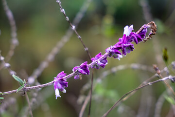 Lavender Beauty