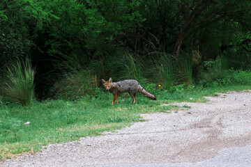 fox in the forest