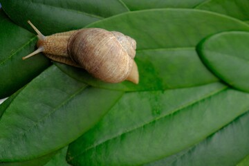 Snail close-up on bright green leaves background.Snail slime and mucin concept.environment and wildlife .Large brown snail on a green leaf. copy space.
