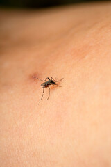 Aedes aegypti Mosquito. Close up a Mosquito sucking human blood.