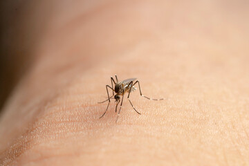 Aedes aegypti Mosquito. Close up a Mosquito sucking human blood.