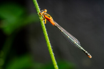 Dragonfly Hunter other insects. Dragonfly on some plants. dragonfly on green grass.