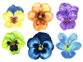 Hand painted floral pansy botanical blossom colorful sweet element set on white