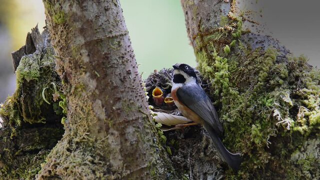 Black throated bushtit family,HD video.
Parent bird flying in with insect in mouth feeding their babies waiting in hole nest opening mouth widely.
Love of parent birds.
