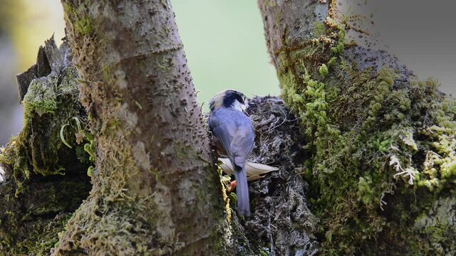 Black throated bushtit family,HD video.
Parent bird flying to the nest with insect in mouth feeding their babies waiting with mouth opening widely.
Love of parent birds.

