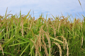 Rice field in Japan with blue sky