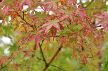 Red maple leaves