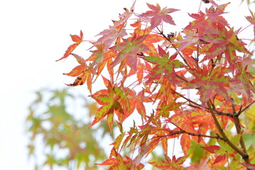 red autumn leaves