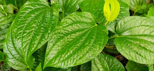 green leaves background,betel leaf on a green tree in Thailand

