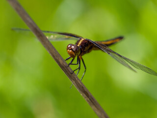 Dragonfly - Female Widow Skimmer