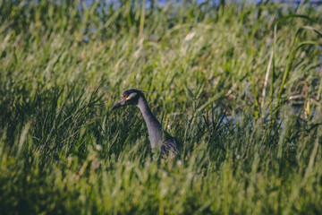 Wildlife and nature images