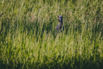 Wildlife and nature images