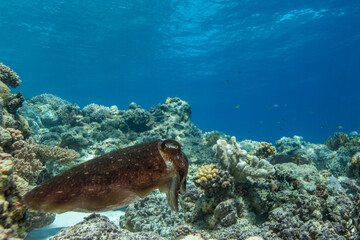 Cuttlefish on a colorful coral reef and the water surface in background