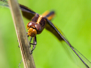 Widow Skimmer Dragonfly Closeup